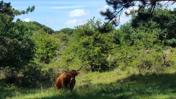 Camping Castricum