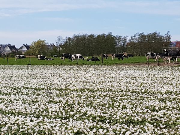 Camping Castricum