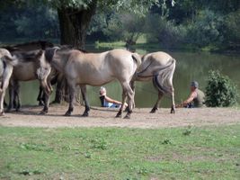 Camping Ohé en Laak