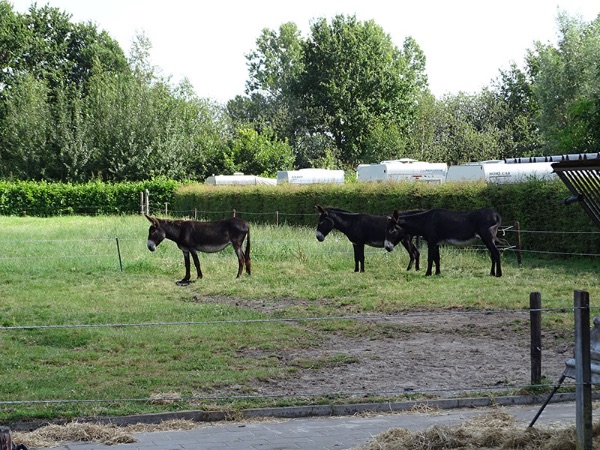 Camping Schijndel