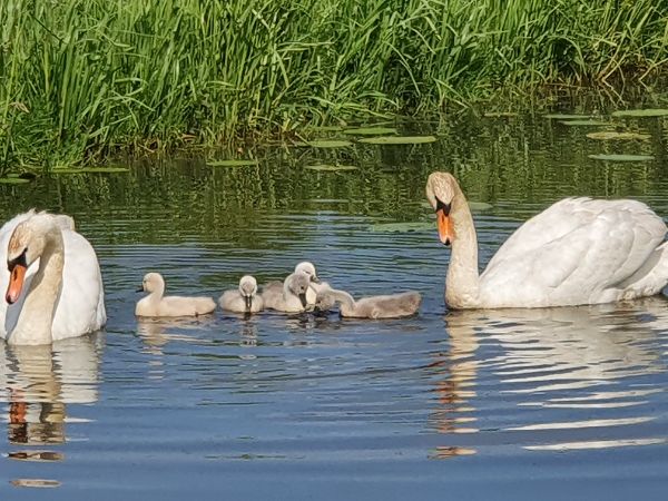 Camping Nieuwersluis