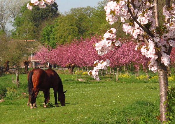 Camping Nieuwersluis