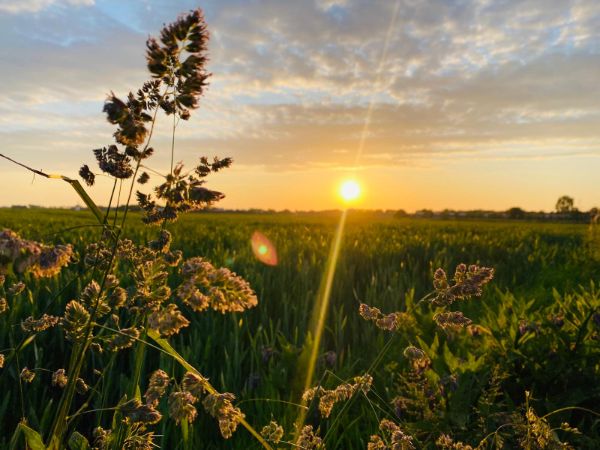 Camping Scharendijke
