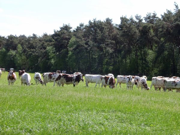 Camping Lage Mierde