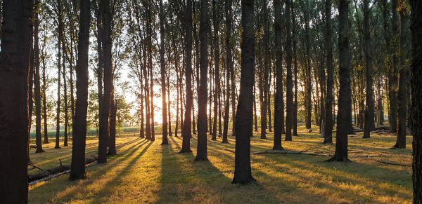 Camping Nieuwveen