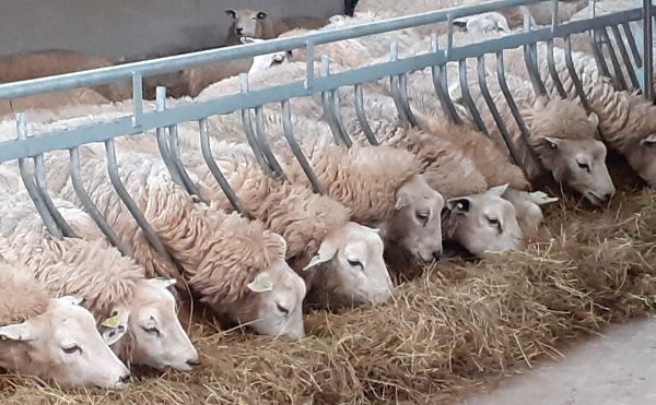 Camping Scherpenzeel