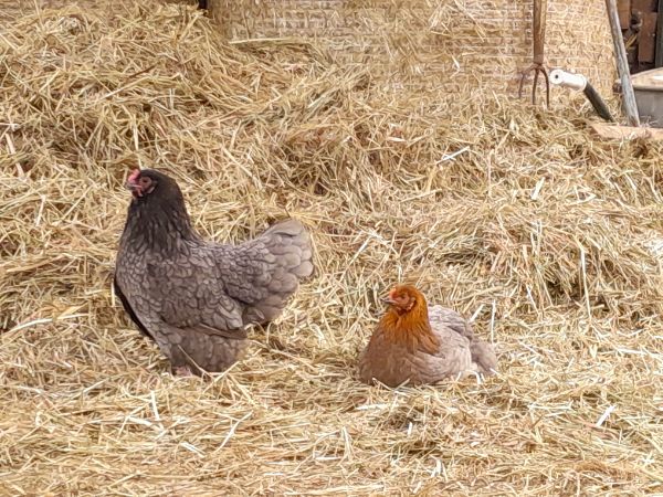 Camping Scherpenzeel