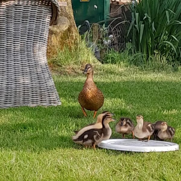 Camping Scherpenzeel