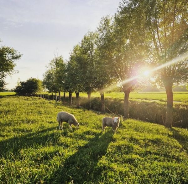 Camping Scherpenzeel
