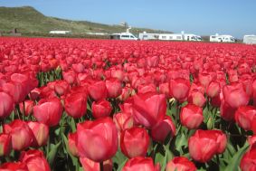 Camping Julianadorp aan Zee